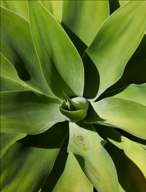 Agave Attenuata